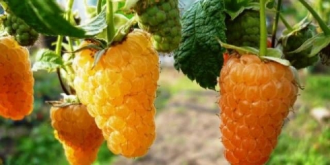 Popravka malina zlatna jesen